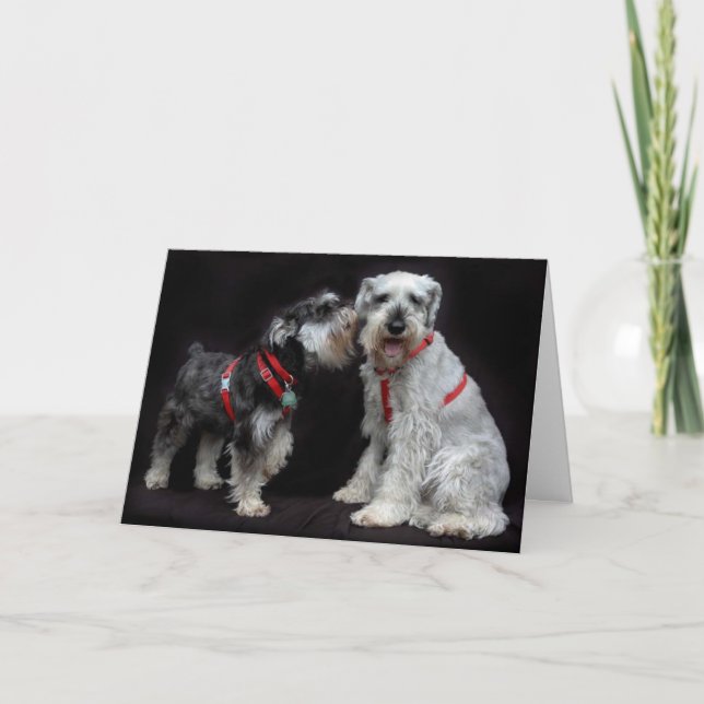 Greeting Card Two Schnauzers Whispering (Front)