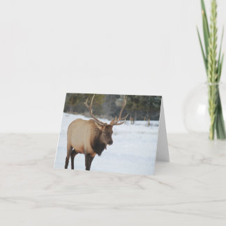 Greeting Card With An Elk