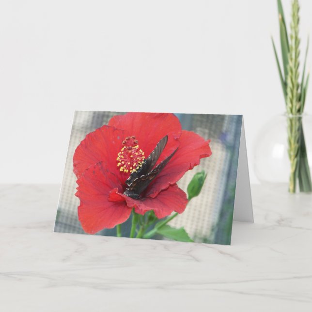 greeting card with butterfly on red flower (Front)