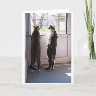 Greeting Card with Cats