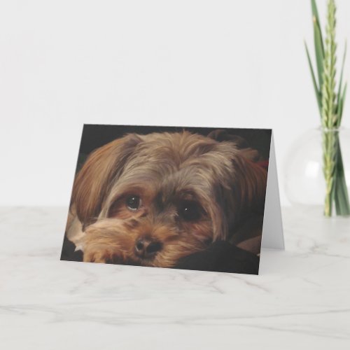Greeting Card with Shorkie Pup on Front