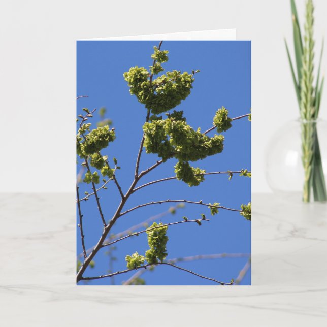 Greeting card with tree leaves shaped like heart (Front)