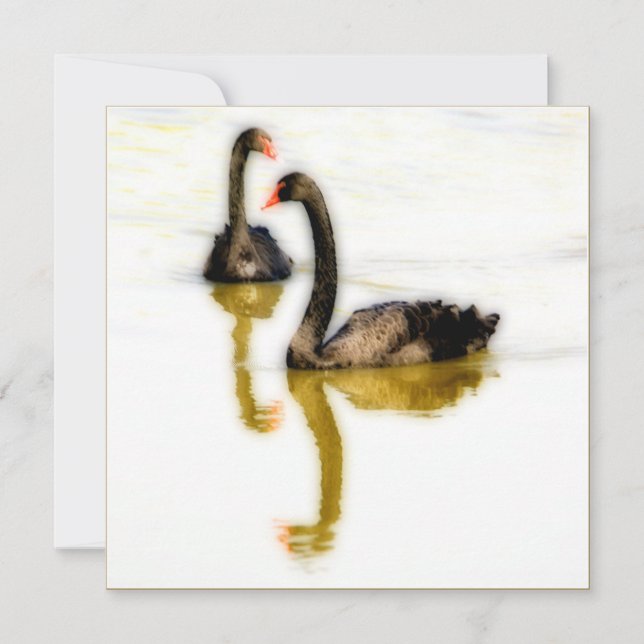 Greeting Card with two black swans on water (Front)