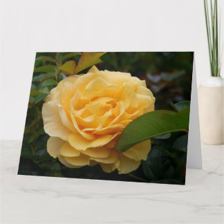 Greeting Card: Yellow Camellia Card