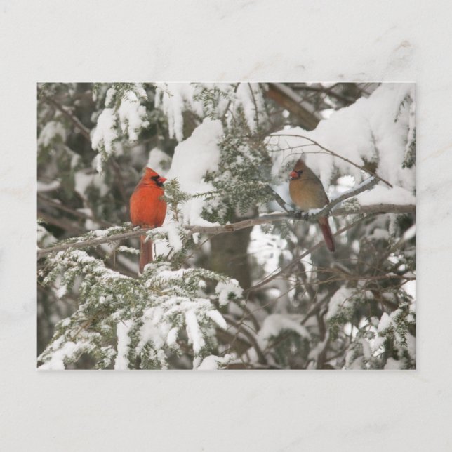 Greeting Cards (Front)