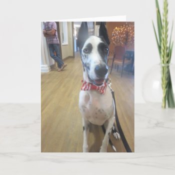 Greeting Cards By Dozer The Therapy Dog by TheDozerStore at Zazzle