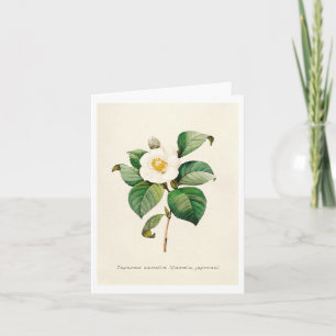 Greeting Cards - Japanese Camellia