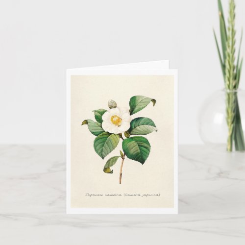 Greeting Cards _ Japanese Camellia
