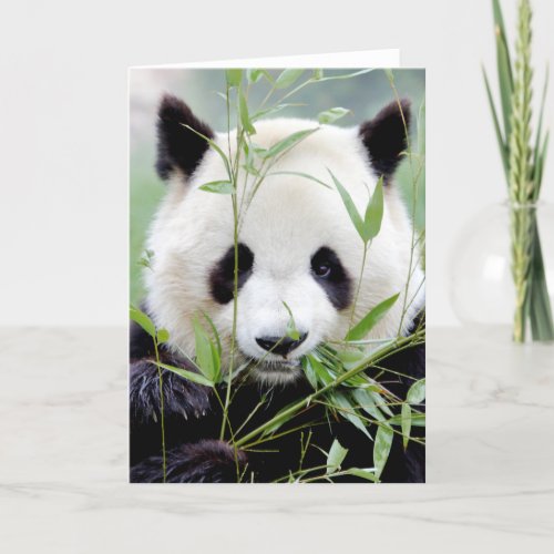 Greeting cards Photo giant panda Panda geant
