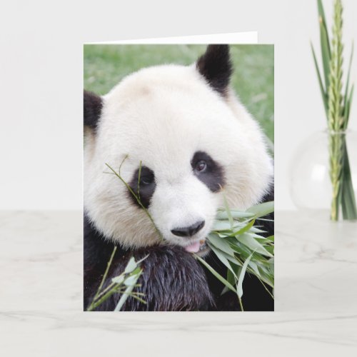 Greeting cards Photo giant panda Panda tending