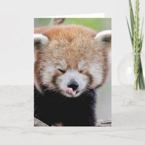 Greeting cards Photo red panda Panda roux