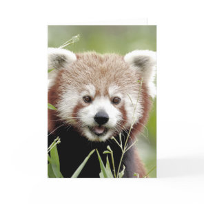 Greeting cards Photo red panda. Panda roux.
