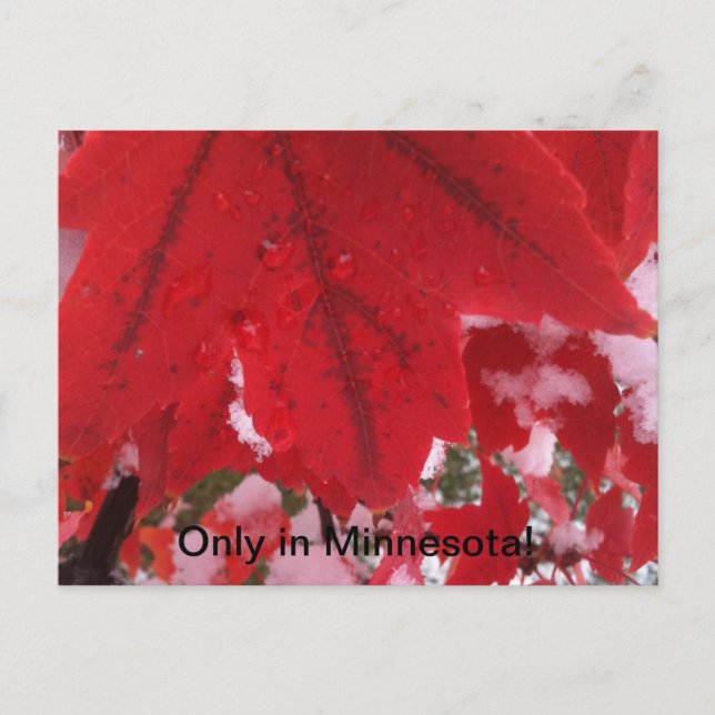 Greeting from Minnesota Postcard (Front)