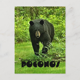 Greeting from the Poconos Backyard Black Bear Postcard