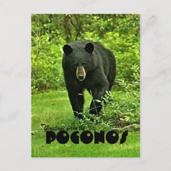 Greeting From The Poconos Backyard Black Bear Postcard by Meg_Stewart at Zazzle