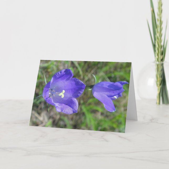 Greeting map blue pair of bellflowers, in blank card (Front)
