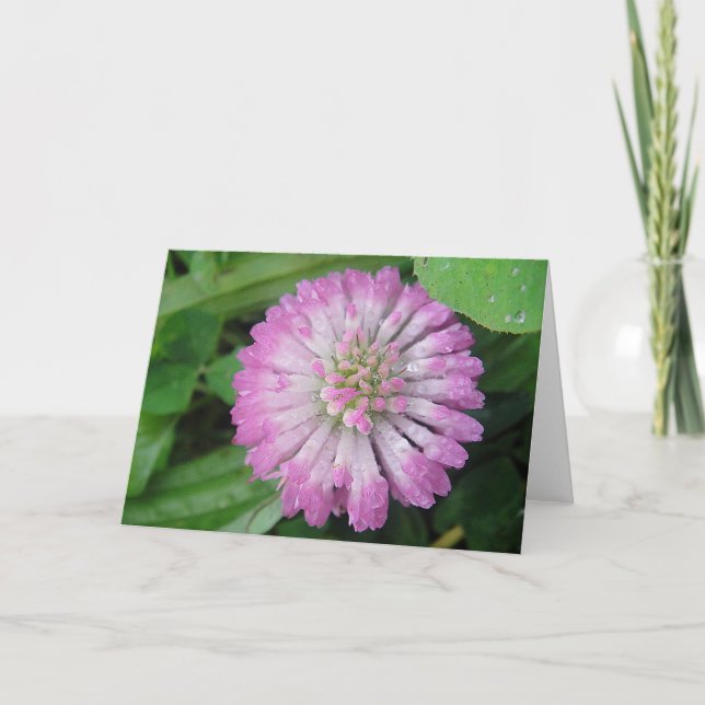 Greeting map pink clover blossom with water drops card (Front)