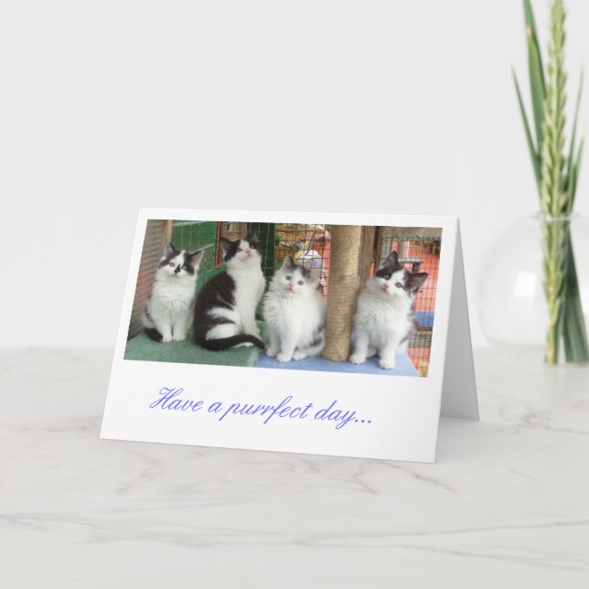 Greetings Card: Kitten Line Up Card (Front)