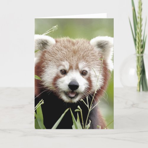 Greetings card Photo red panda  animals 0290