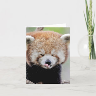 Greetings card Photo red panda , animals 0634.