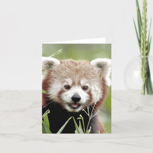 Greetings card Photo red panda  animals 0635