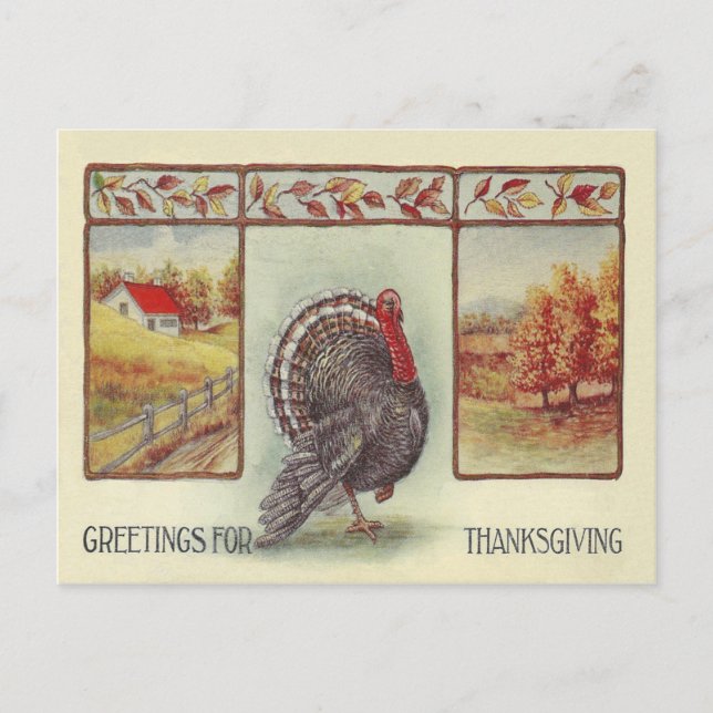 Greetings For Thanksgiving Holiday Postcard (Front)