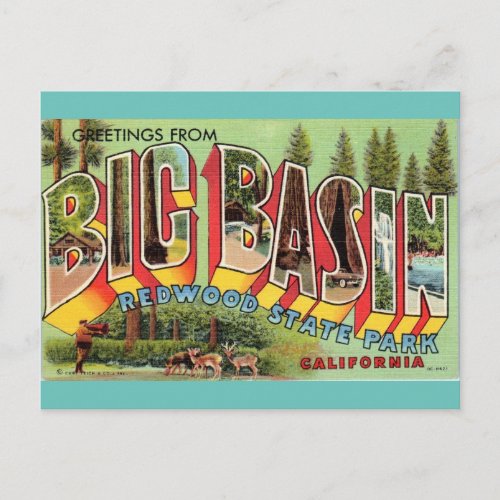 Greetings from Big Basin California vintage art Postcard