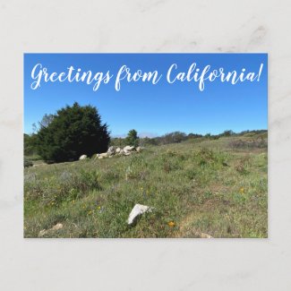Greetings from California! Postcard