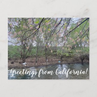Greetings from California: Putah Creek Postcard
