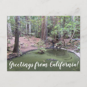 Greetings from California: Redwood Forest Bathe Postcard