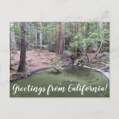 Greetings from California Redwood Forest Bathe Postcard