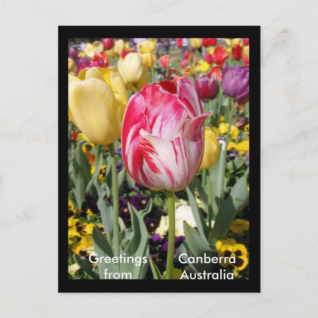 Greetings from Canberra Australia Postcard (Front)