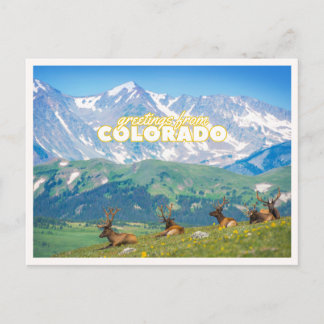 Greetings from Colorado Mountain Scene Photo Postcard