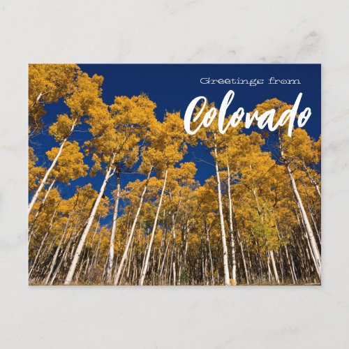 Greetings from Colorado Postcard Aspen Trees