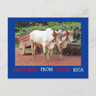 Greetings From Costa Rica Postcard (oxen &oxcart)