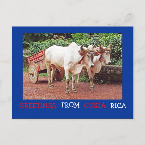 Greetings From Costa Rica Postcard oxen oxcart