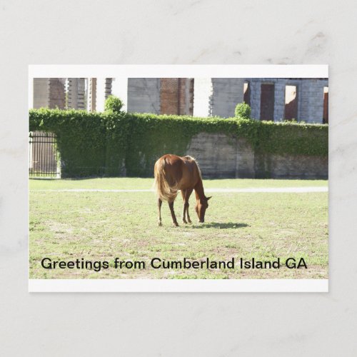 Greetings from Cumberland Island GA Postcard
