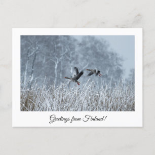 Greetings from Finland nature souvenir postcard