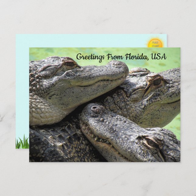 Greetings From Florida Alligator  Postcard (Front/Back)