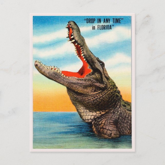 Greetings from Florida Alligator Vintage Travel Postcard (Front)