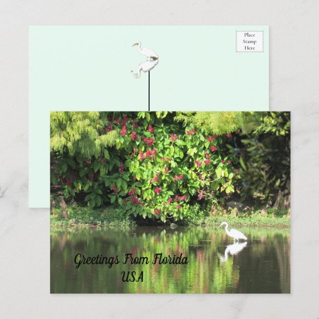 Greetings from Florida - Egret in Landscape Holiday Postcard (Front/Back)