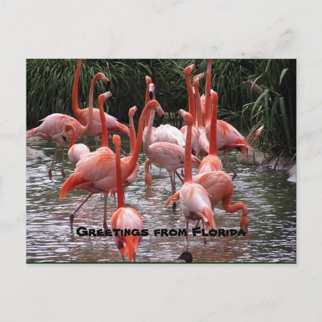 "Greetings from Florida," flamingos postcard (Front)