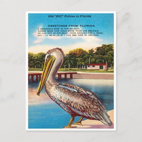 Greetings from Florida Old Bill Pelican Florida Postcard