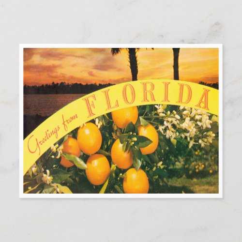 Greetings from Florida Oranges Vintage Travel Postcard