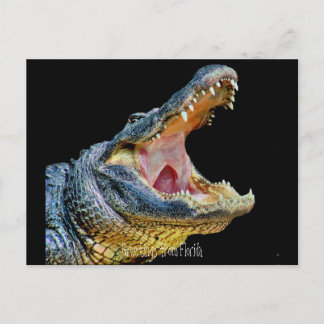 Greetings from Florida Postcard