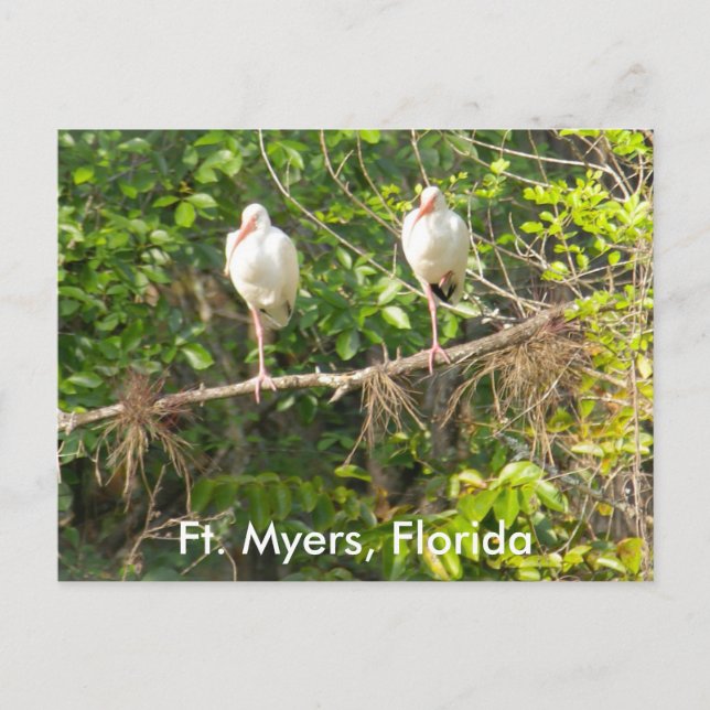 Greetings from Florida! Postcard (Front)