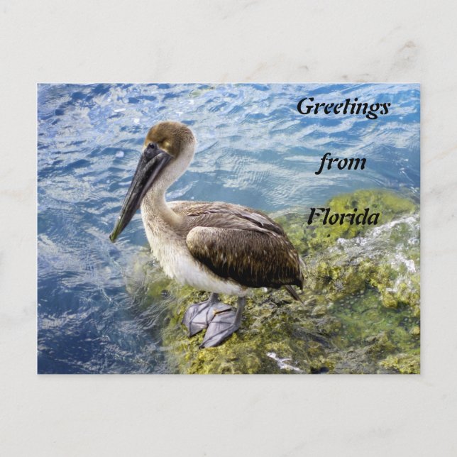 Greetings from Florida Postcard (Front)