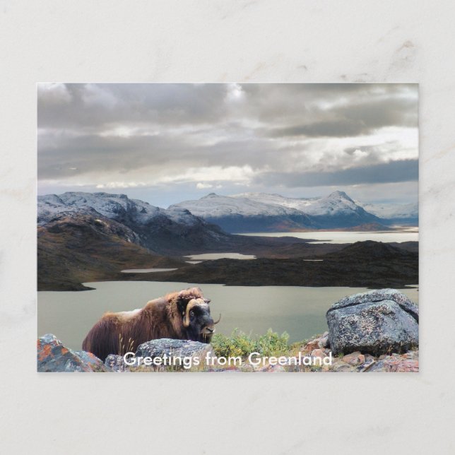 Greetings from Greenland 13 Postcard (Front)