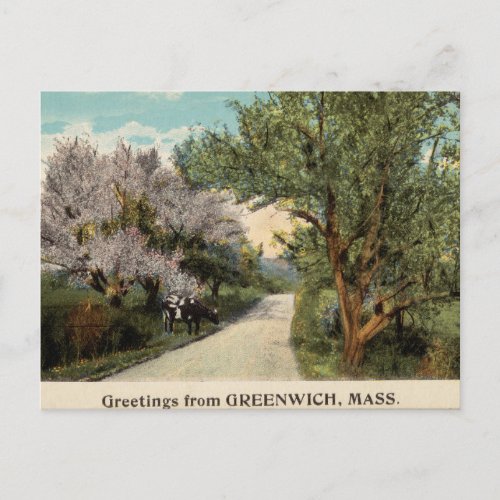 Greetings from Greenwich Massachusetts Postcard