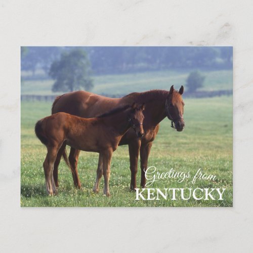 greetings from Kentucky Postcard